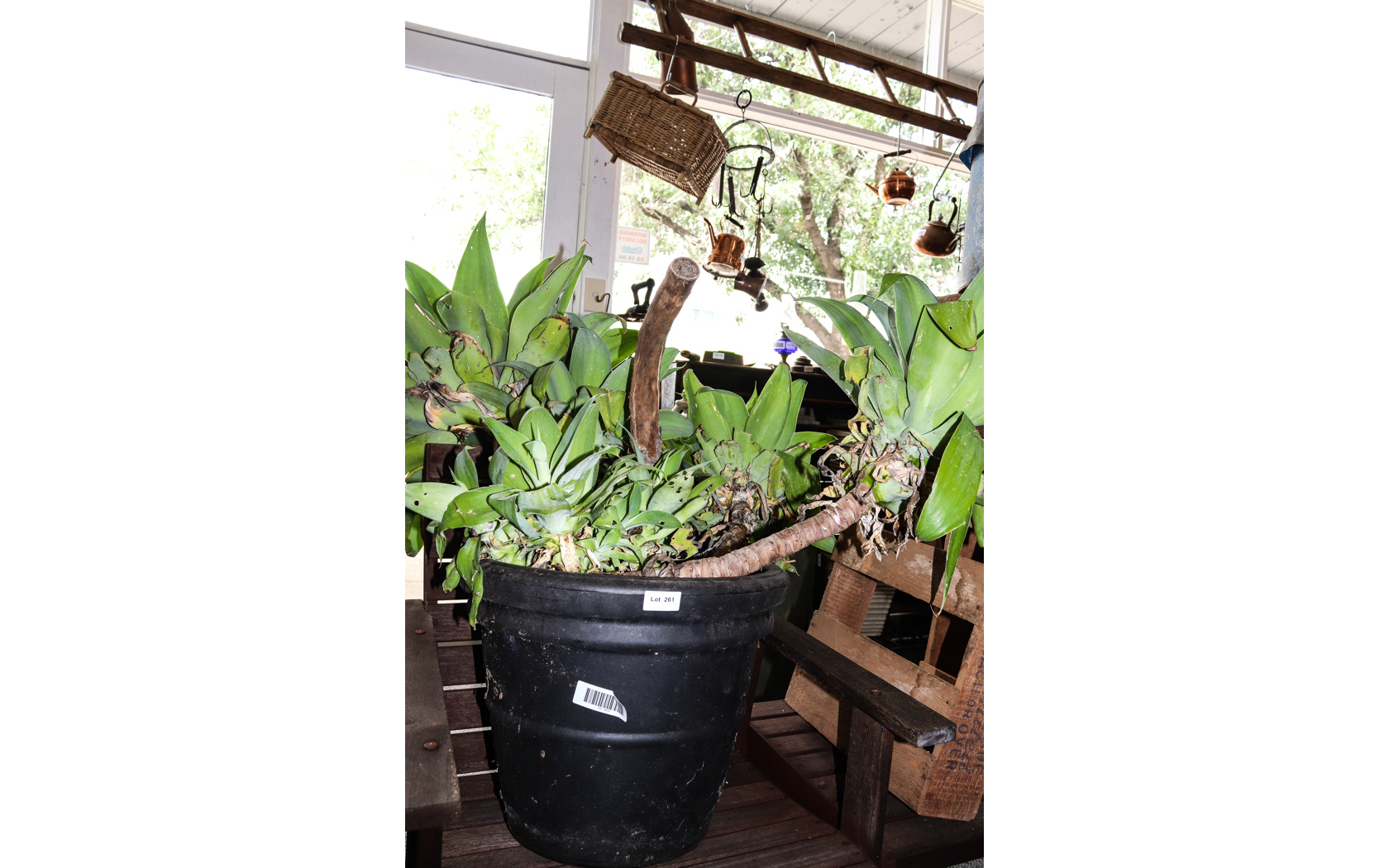 Lot 261 - Image 2